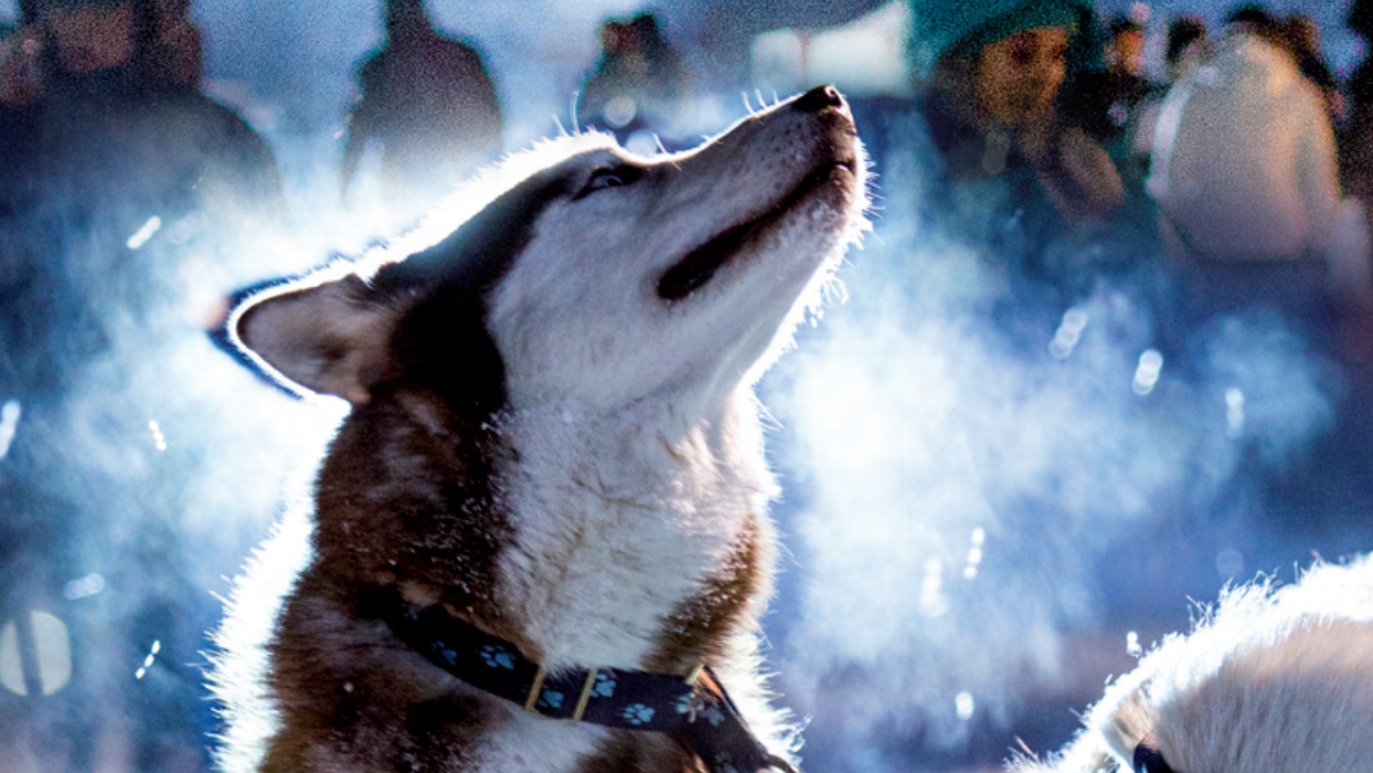 Husky am Schlittehunderennen Gadmen